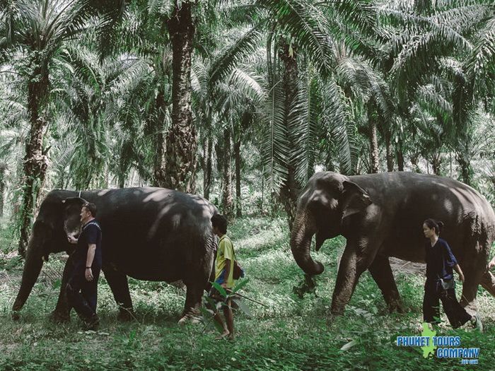 Krabi Elephant Sanctuary Program A