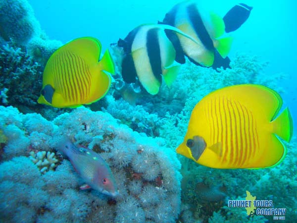 Scuba Diving Coral Island