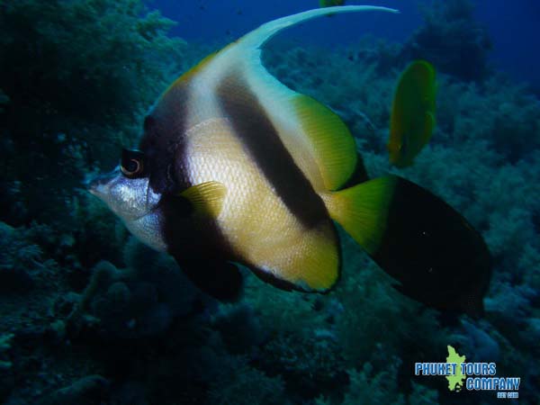 Scuba Diving Coral Island