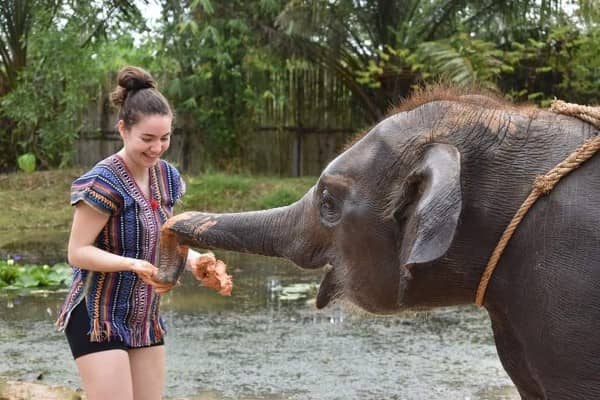 Phuket Elephant Care Park Afternoon Tour Program A