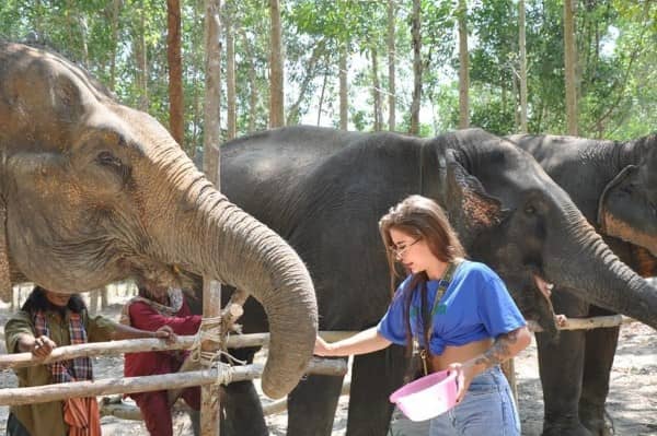 Phuket Elephant Care Park Afternoon Tour Program A