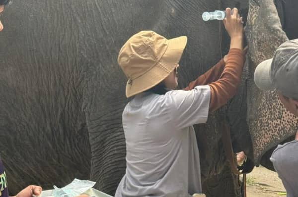 Phuket Elephant Care Park Morning Tour Program B