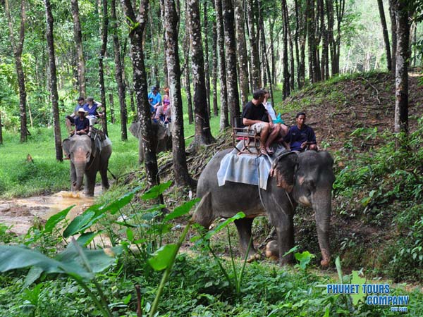 Phang Nga Elephant Trekking