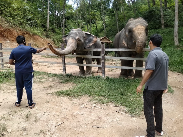 Phuket Elephant Bathing Tour Program A