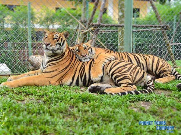 Phuket Tiger ATV Tour Program B