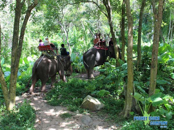 Phuket Elephant Monkey Snake Show Tour