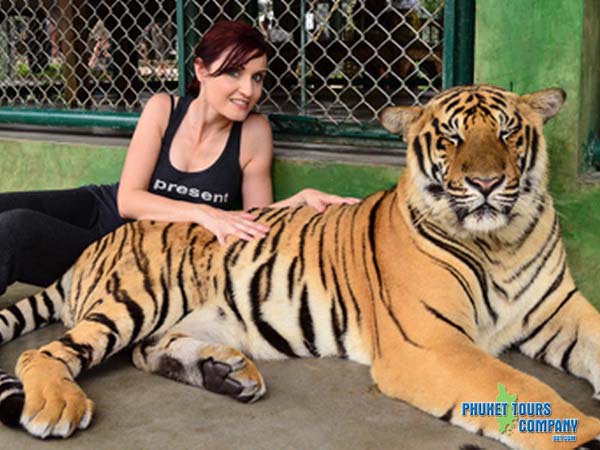 Phuket Tiger Tour Program D